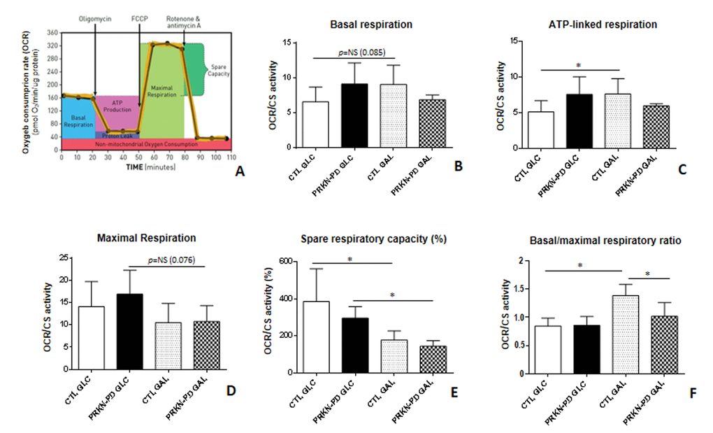 Mitochondrial respiratory control ratios in control and PRKN-PD fibroblasts. Illustrative mitochondrial respiration flux profile indicating respiratory control parameters (image obtained from Agilent Seahorse XF) (A), basal respiration (B), ATP-linked respiration (C), maximal respiration (D), spare respiratory capacity (E) and basal/maximal respiratory ratio (F). In glucose, no significant differences were found between PRKN-PD and control fibroblasts in the respiratory control ratios although trends to increased basal and maximal as well as ATP-linked respirations and decreased spare respiratory capacity were observed. In galactose, PRKN-PD fibroblasts exhibited a significant decrease in basal/maximal respiratory ratio compared to the control fibroblasts as well as a downward trend in the basal respiration and ATP-linked respiration. Controls but not PRKN-PD significantly increased oxygen consumption linked to ATP production and the basal/maximal respiratory ratio in galactose compared to glucose. Both, control and PRKN-PD fibroblasts significantly decreased the spare respiratory capacity upon medium change. Each cell line was seeded in triplicate per condition (n=3 for GLC and n=3 for GAL). The results were expressed as means and standard error of the mean (SEM). *= p