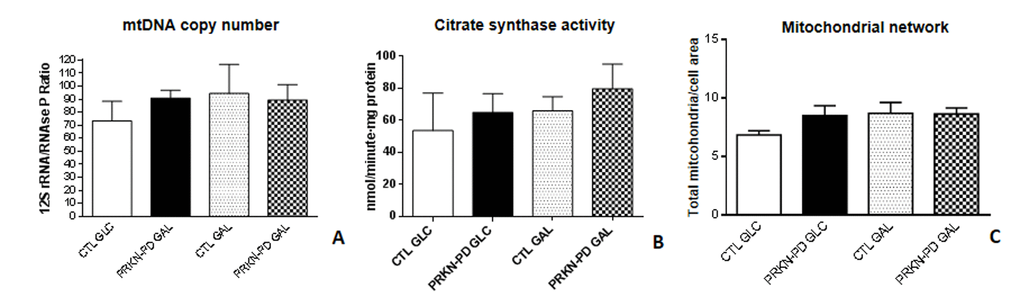 Mitochondrial content in control and PRKN-PD fibroblasts. Mitochondrial content was measured through mtDNA copy number (A), citrate synthase enzymatic activity (B) and mitochondrial network (C). Comparable mitochondrial content was observed between groups in both media. The results are expressed as means and standard error of the mean (SEM). CTL= Control fibroblasts. GAL= 10 mM galactose medium. GLC= 25 mM glucose medium. mtDNA= mitochondrial DNA. PRKN-PD= Parkin-associated PD fibroblasts.