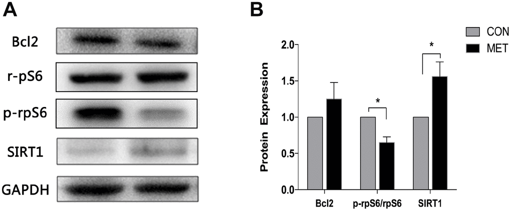 Levels of SIRT1, Bcl2, p-rpS6 and rpS6 proteins in murine ovaries. (A) Western blotting analyses of SIRT1, Bcl2, p-rpS6 and rpS6 with antibodies as indicated. (B) Quantitative analysis of data in A. Data were presented as the mean ± S.E.M. *compared with the NC group, *P 