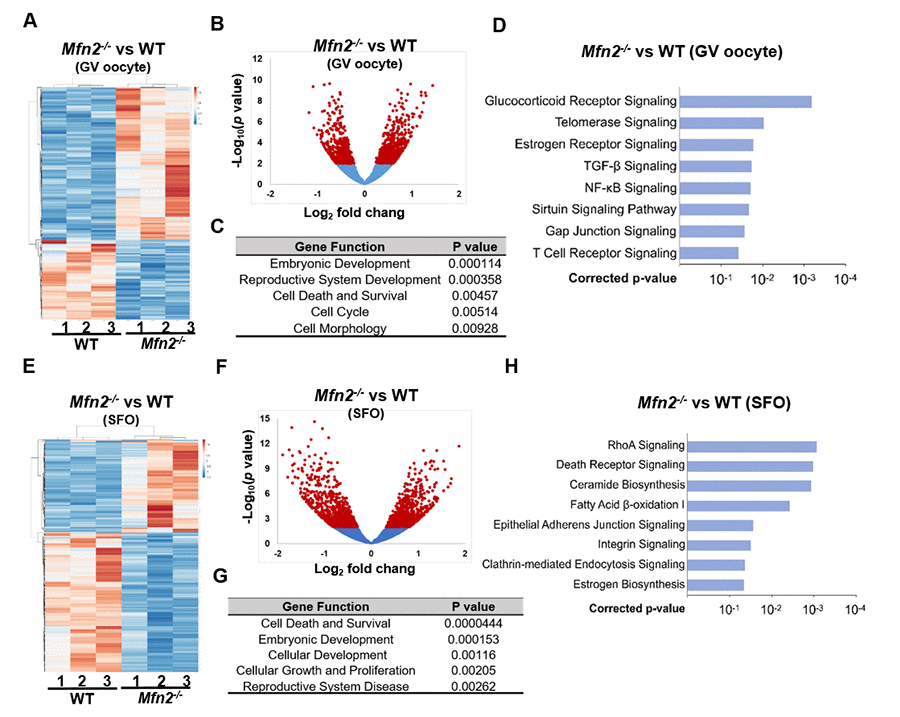 Gene expression is altered in Mfn2-/- GV stage and secondary follicle enclosed oocytes. (A, E) Heatmaps showing differentially expressed genes in Mfn2-/- and WT GV oocytes and secondary follicle enclosed oocytes (SFO) from 8-week-old mice. The color spectrum ranging from red color to blue color indicates normalized levels of gene expression from high to low. (B, F) Volcano plots for RNA-seq comparing Mfn2-/- and WT GV oocytes and SFOs. Red spot represents –log10 (p-value) ≥ 2; blue spot represents the – log10 (p-value) C, G) Gene ontology (GO) cluster analysis of the significant over-representation of elements in Mfn2-/- and WT GV oocytes and SFOs from 8-week-old mice. (D, H) Pathway enrichment analysis in Mfn2-/- oocytes compared to WT GV oocytes and SFOs.