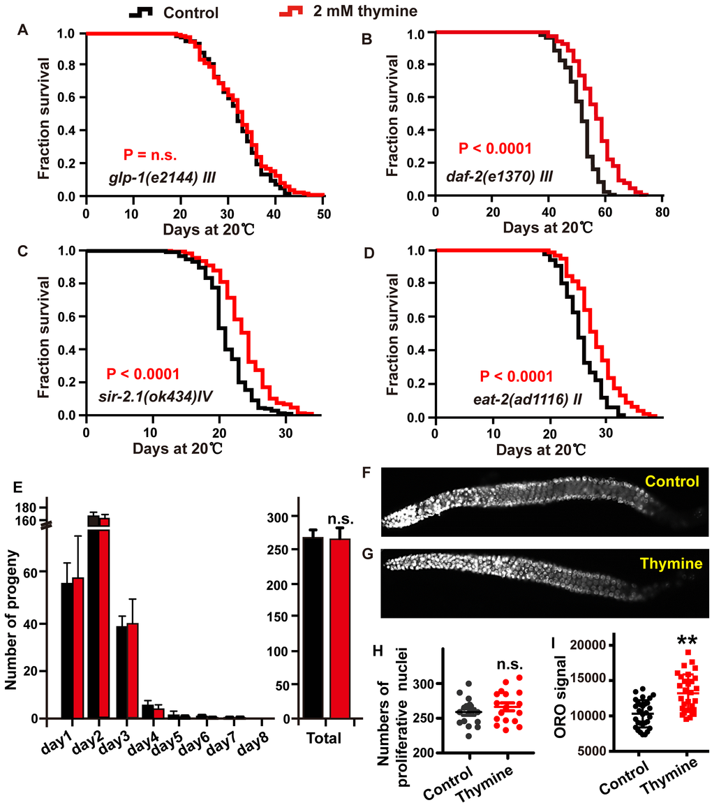 The lifespan extension induced by thymine depends on reproductive signals. (A–D) Lifespan analysis of (A) glp-1 (e2144), (B) daf-2 (e1370), (C) sir-2.1 (ok434), and (D) eat-2 (ad1116) animals treated with 2 mM thymine (red) and vehicle (black), on heat-inactivated E. coli OP50 (log-rank test). Lifespan values of replicated experiments are summarized in Supplementary Table 1. (E) The number of daily progeny and the total number of progeny of wild-type N2 worms treated with 2 mM thymine or vehicle. (F, G) DAPI-stained image of worm gonads. (H) Quantification of germline stem cells in wild-type N2 animals treated with 2 mM thymine or vehicle; n.s. not significant (Student’s t test). (I) Quantification of ORO staining. Mean ± SD.; n ≥ 30 per condition; P value was calculated using Student’s test; no significance is abbreviated as n.s. *p p p 