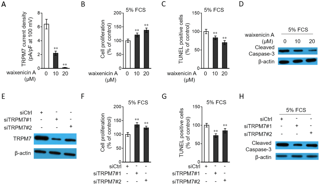 TRPM7 inhibition or knockdown promotes proliferation and apoptosis resistance in PASMCs. (A) PASMCs from rats were treated with vehicle control, 10 μM or 20 μM waixenicin A for 24 h. TRPM7 currentss were recorded using the whole-cell patch-clamp technology with ramp from -100 mV to 100 mV. TRPM7 currents density (pA/pF) with ramp at 100 mV is shown. Fifty cells were analyzed in each treatment. Data are mean ± SD. One-way ANOVA test. **, P B–D) PASMCs from rats were serum starved for 24 h, followed by incubation with medium containing 5% FCS for 24 h in the presence or absence of 10 μM or 20 μM waixenicin A. (B) Cell proliferation was determined by BrdU incorporation assay. (C) Cell apoptosis was detected by TUNEL staining. Results are expressed as a percentage relative to control. Data are mean ± SD. n = 3. One-way ANOVA test. **, P D) The protein expression of cleaved caspase-3 was determined by Western blot analysis. β-actin was used as a loading control. The representative images from 3 independent experiments are shown. (E) PASMCs from rats were transfected with siRNA control, siRNA TRPM7#1 or siRNA TRPM7#2. After 72 h of transfection, the protein level of TRPM7 was determined by Western blot analysis. β-actin was used as a loading control. The representative images from 3 independent experiments are shown. (F–H) PASMCs from rats were transfected with siRNA control, siRNA TRPM7#1 or siRNA TRPM7#2. After 24 h of transfection, cells were serum starved for 24 h, followed by incubation with medium containing 5% FCS for another 24 h. Cell proliferation (F), cell apoptosis (G) and the protein expression of cleaved caspase-3 (H) were determined and analyzed as in (B–D).