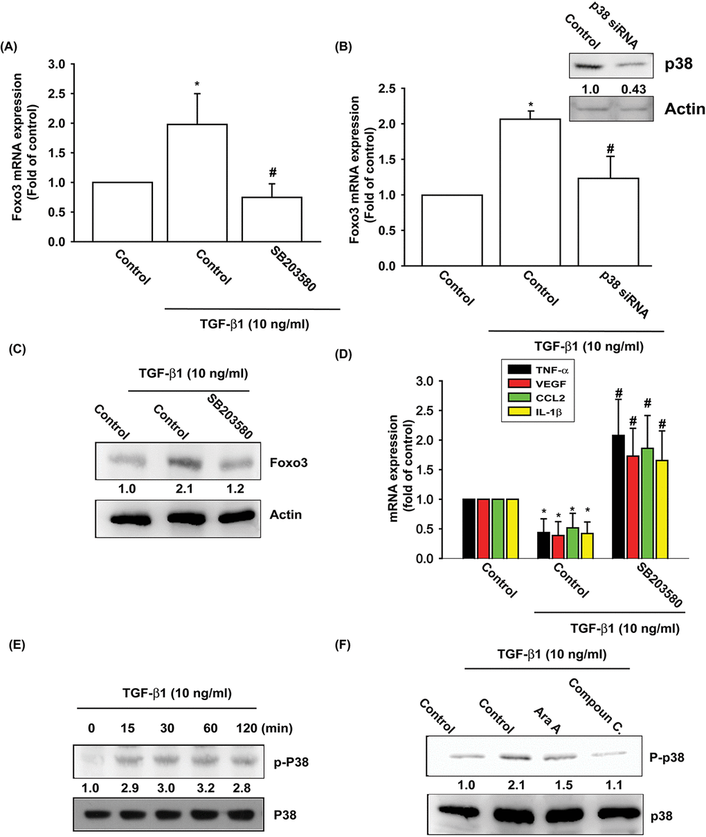 The p38 pathway is involved in TGF-β1-induced FOXO3 production. (A-D) OASFs were pretreated with a p38 inhibitor (SB203580) or transfected with p38 siRNA for 24 h, then incubated with TGF-β1 (10 ng/ml) for 24 h. The mRNA and protein levels were examined by qPCR and Western blot. (E) OASFs were incubated with TGF-β1 for the indicated time intervals; the extent of p38 phosphorylation was examined by Western blot. (F) OASFs were pretreated with AMPK inhibitors for 24 h, then incubated with TGF-β1 (10 ng/ml). The p38 phosphorylation was examined by Western blot. Results are expressed as the mean ± SEM. *p p 