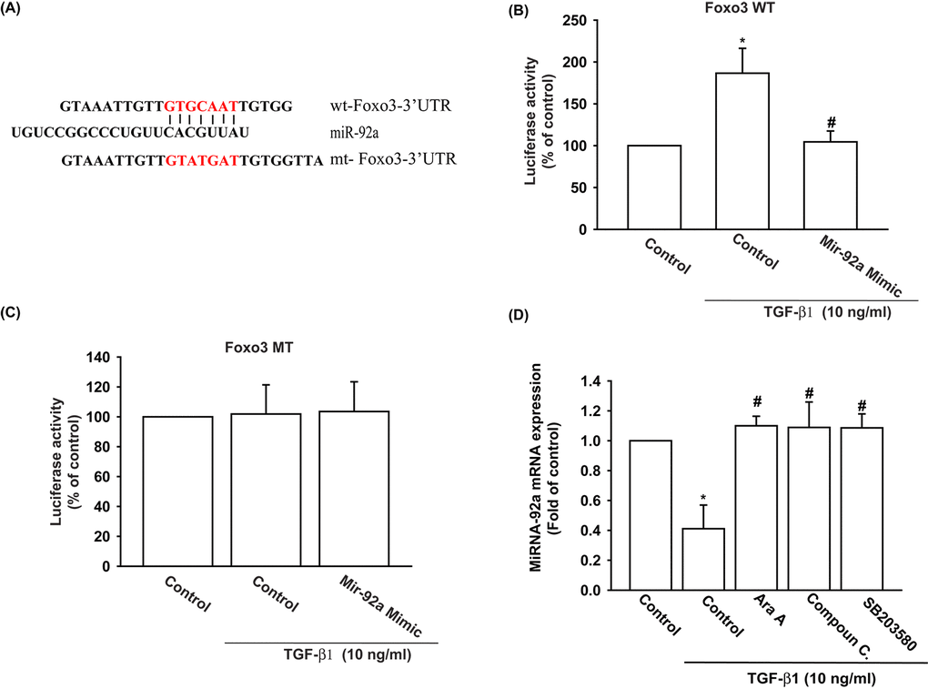 The binding of miR-92a to FOXO3 3' UTR mitigates TGF-β1-induced increases in FOXO3 expression. (A) Diagram of the miR-92a binding site in the wild-type and mutant FOXO3 3’UTRs. (B, C) OASFs were transfected with the wt-FOXO3-3’UTR (B) or mt-FOXO3-3’UTR (C) plasmid with or without miR-92a mimic, then stimulated with TGF-β1. FOXO3 promoter activity was expressed as the relative luciferase activity. (D) OASFs were pretreated with Ara A, compound C and SB203580 for 30 min, then incubated with TGF-β1 (10 ng/ml) for 24 h. The expression of miR-92a was examined by qPCR. Results are expressed as the mean ± SEM. *p p 