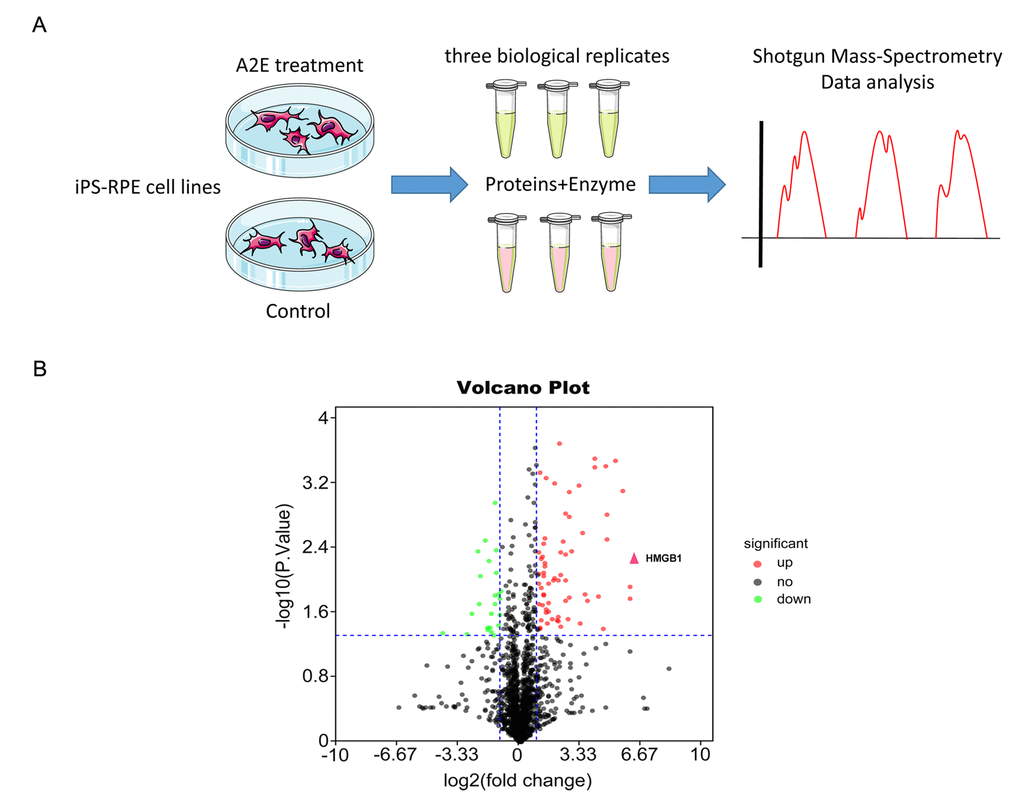 Proteomic mass spectrometry-based measurement of differential expression of HMGB1. (A) The flow chart of shotgun mass spectrometry. (B) Volcano plot illustrating significant differential abundant proteins based on quantitative analysis. The -log10 (P value) was plotted against log2(fold change A2E treatment/Control). Proteins were significantly upregulated (red dots) or downregulated (green dots) between the A2E treatment and control. The red arrowhead indicates HMGB1.