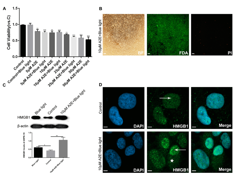 Experimental validation that blue light exposure of A2E-treated ARPE-19 cells induces HMGB1 upregulation and translocation. (A) An MTT assay was performed on RPE cells treated with different concentrations of A2E with or without blue light photosensitization. Data are presented as means ± SD; * indicates a p value p value p value B) FDA/PI staining of RPE cells after in vitro culture for 48 h with 10 μM A2E + blue light (10 min). Most living RPE cells were stained green by fluorescein diacetate (FDA); a few dead cells were stained red bypropidium iodide (PI). (C) Western blot analyses showed that HMGB1 protein expression was higher in 10μM A2E + blue light-treated cells compared to the control and also higher in the blue light treatment, as quantified by densitometry; the results are expressed as a ratio with β-actin. Data are presented as means ± SD; * indicates a p value p value D) HMGB1 localization in RPE cells was assessed by confocal microscopy after 10μM A2E + blue light treatment. HMGB1 moved from the nucleus (arrow) to the cytoplasm (star) after 10μM A2E + blue light treatment. Nuclei are labelled with DAPI (blue); HMGB1 is stained green.