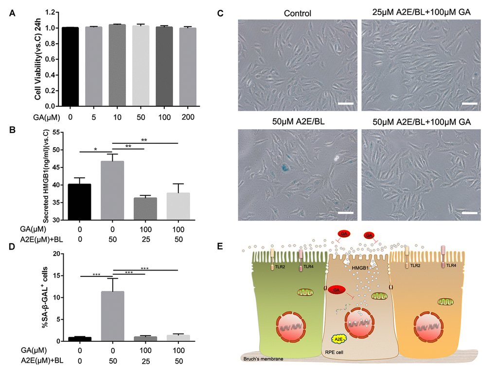 Glycyrrhizic acid alleviated A2E induced cell senescence. (A) An MTT assay was performed on RPE cells treated with different concentrations of GA. Data are presented as means ± SD; * indicates a p value p value B)The release of HMGB1 induced by different concentrations of A2E+BL with or without 100μM GA were detected by ELISA assays. Data are presented as means ± SD; * indicates a p value p value C) Representative microscopic images of β-galactosidase staining in RPE cells induced by different concentrations of A2E+BL with or without 100μM GA. (D) Quantification of percentage of cells with positive SA-β-gal staining. Data are presented as means ± SD; * indicates a p value p value E) Proposed schematic model for strategies for HMGB1 inhibition in response to A2E treatment.