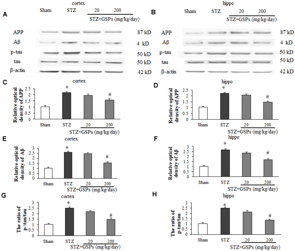 GSPs inhibited STZ-induced Aβ accumulation and phosphorylation of tau in vivo. (A and B) Representative immunoblot bands for APP, Aβ, p-tau and tau in the cerebral cortex and hippocampus, respectively. (C–F) Quantification analysis of immunoblot bands. Protein expression levels were normalized to β-actin. *P vs Sham; #P vs STZ, n=4-6.