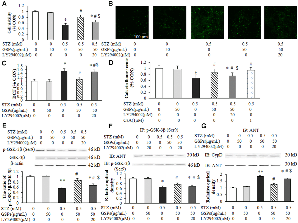 GSPs attenuated STZ-induced mPTP opening by enhancing PI3K-Akt-dependent phosphorylation of GSK-3β (Ser9) in primary cortical neurons. (A) Neurons were co-pretreated with of 50 μg/mL GSPs and LY294002 (20 μM) for 2 h and then treated with STZ (0.5 mM) for 24 h. The cell viability was detected by using MTT assay and is represented as the percentage of the CON (non-treated) cells. (B) The representative images of H2DCFDA staining (green) in primary cortical neurons. (C) The quantification analysis of the H2DCFDA staining among different groups. (D) GSPs inhibited STZ-induced mPTP opening, which was blocked by LY294002. (E) GSPs increased phosphorylation of GSK-3β at Ser9 in the presence of STZ, which was blocked by LY294002. (F) GSPs increased the binding of p-GSK-3β and ANT in the presence of STZ, and LY294002 inhibited the effects of GSPs. (G) Immunoprecipitation experiments showed that GSPs reduced STZ-induced binding of ANT to CypD, which was blocked by LY294002. *P **P vs CON; #P vs STZ; $P vs STZ+GSPs; n=4.