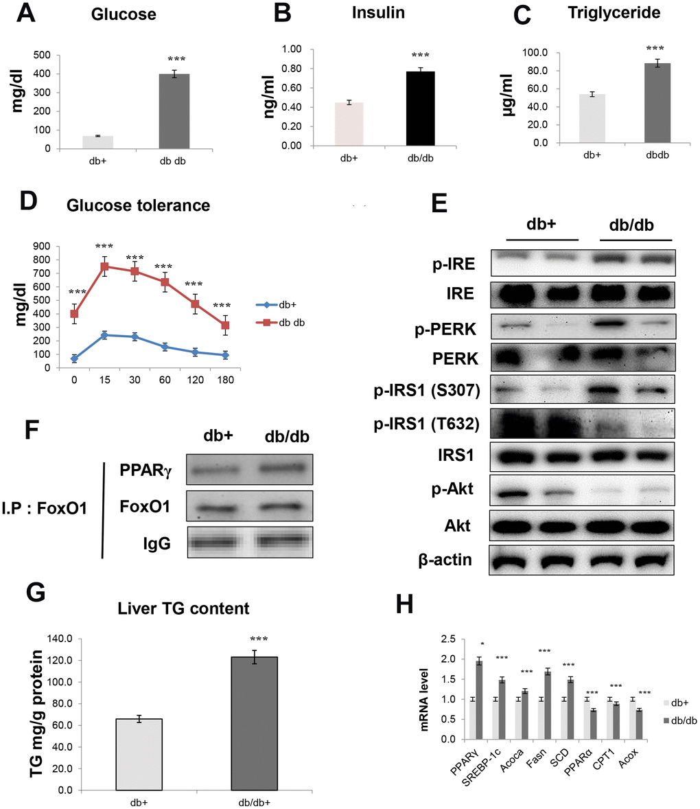 Obesity induces hepatic steatosis and insulin resistance through ER signaling. (A) Glucose level (B) insulin level (C) triglyceride level (D) glucose tolerance test in the serum of obese models. The data are expressed as a mean ± SEM (each n=5). The data are expressed as a mean ± SEM. ***pE) p-IRE, IRE, p-PERK, PERK, p-IRS1 (S307), p-IRS1 (T632), IRS1, p-Akt, and total-Akt levels were performed using cytosolic proteins from obese mice (n = 5 in each group). β-actin was the loading control of the cytosolic fractions. (F) Western blotting showed that immunoprecipitated FoxO1 and PPARγ were physically associated with PPARγ and FoxO1, respectively. (G) Hepatic triglyceride concentration was measured by a colorimetric assay. The data are expressed as a mean ± SEM. ***pH) PPARγ, SREBP-1c, Acoca, Fasn, SCD, PPARα, CPT1, and Acox mRNA. Real-time PCR analyses were performed to determine the mRNA levels in liver tissues of db/db mice (n = 5 in each group). The data are expressed as a mean ± SEM. *p ***p