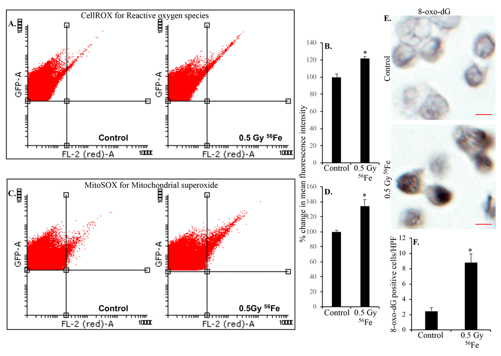 Heavy ion iron radiation leads to increased ROS and oxidative DNA damage in ISCs two months after exposure. (A) Representative flow cytometry histograms showing increased CellROX fluorescence in the upper right quadrant indicating increased ROS after iron radiation. (B) Quantification of mean fluorescent intensity data from five mice are presented as percent change in mean fluorescence in irradiated samples relative to controls demonstrates increased ROS in ISCs of iron irradiated mice. (C) Cells were incubated with mitochondrial fluorescent probe MitoSOX Red to assess mitochondrial ROS and representative flow cytometry histograms are presented to show increased mitochondrial ROS after iron irradiation. (D) Mean fluorescent intensity data from five mice was are graphically presented as percent change in irradiated relative to control samples. Significantly higher levels of mitochondrial ROS were detected after iron irradiation relative to control. (E) Sorted, fixed, paraffin embedded, and sectioned ISCs were stained for 8-oxo-dG and representative immunohistochemistry images are presented showing increased 8-oxo-dG stained nuclei after iron irradiation. Scale bars, 5 μm. (F) Quantification of number of 8-oxo-dG positive cells in ISC sections from control and irradiated mice. Data are presented graphically showing significantly higher 8-oxo-dG staining in irradiated samples relative to controls. Error bars show SEM.