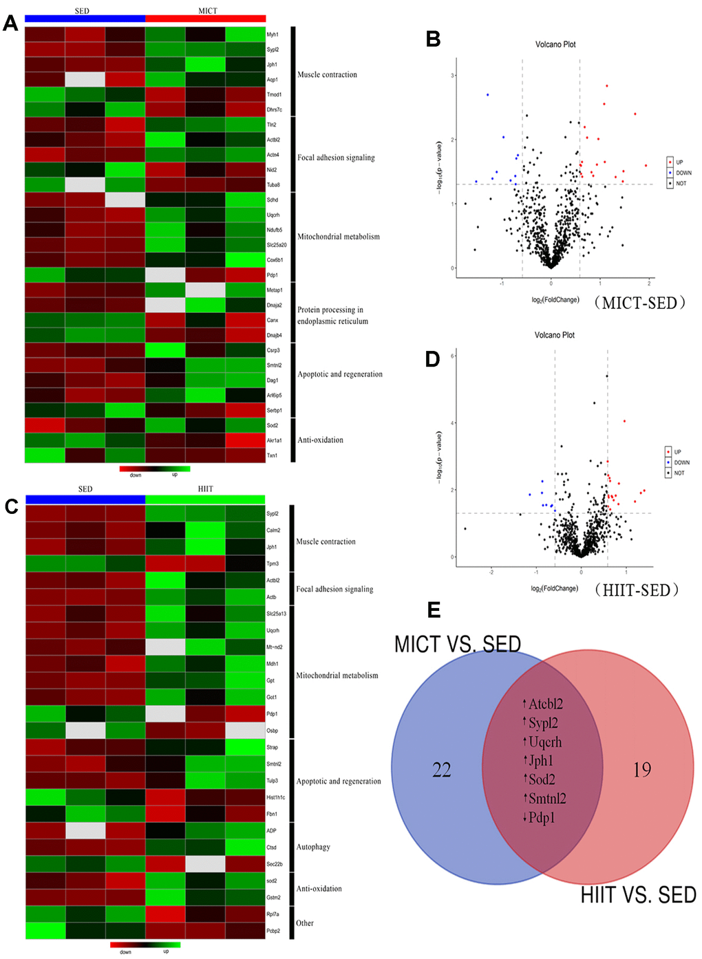 Relative protein abundances in the red gastrocnemius muscle of rats in the MICT, HIIT, and SED groups. (A) Heat map and (B) volcano plot of significantly up- and downregulated proteins in the red gastrocnemius muscle from MICT and SED rats (p  ± 1.5). (C) Heat map and (D) volcano plot of significantly up- and downregulated proteins in the red gastrocnemius muscle from HIIT and SED rats. (E) Overlap of proteins up- and downregulated following different modes of exercise training compared with their levels in the SED group.