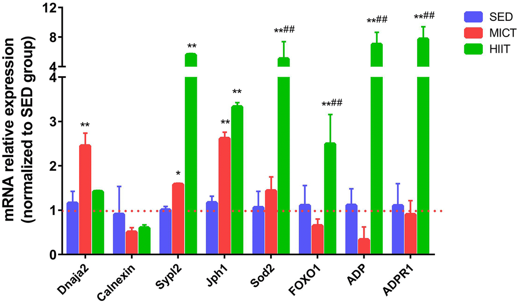 Evaluation of mRNA levels following HIIT and MICT. SED, sedentary; MICT, moderate-intensity continuous training; HIIT, high-intensity interval training; DnaJ heat shock protein family (Hsp40) member A2, Dnaja2; Superoxide dismutase 2, Sod2; Junctophilin 1, Jph1; Synaptophysin-like 2, Sypl2; Forkhead box O 1, FOXO1. Data were analyzed by one-way ANOVA followed by Tukey’s post-hoc test and are reported as the mean ± SD. * p vs. SED; ** p vs. SED; # p vs. MICT.