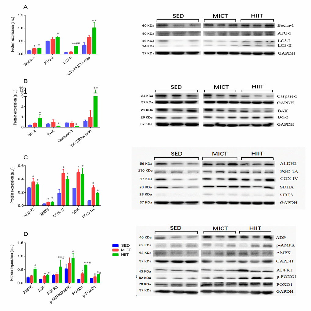 Expression of autophagy (A), apoptosis (B), and mitochondrial function markers (C), and adipocytokine signaling-related proteins (D). SED, sedentary; MICT, moderate-intensity continuous training; HIIT, high-intensity interval training; succinate dehydrogenase, SDH; sirtuin 3, SIRT3; aldehyde dehydrogenase 2, ALDH2; peroxisome proliferator-activated receptor γ coactivator-1Α, PGC-1a; adiponectin, ADP; autophagy-related gene-3, Atg-3; microtubule-associated protein 1 light chain 3 II, LC3-II; B-cell lymphoma 2, Bcl-2; Bcl-2-associated X protein, Bax; AMP-activated protein kinase, AMPK; adiponectin receptor 1, ADPR1; Forkhead box O1, FOXO1. Data were analyzed by one-way ANOVA followed by Tukey’s post-hoc and are presented as mean ± SD. * p vs. SED; ** p vs. SED; # p vs. MICT; ## p vs. MICT.