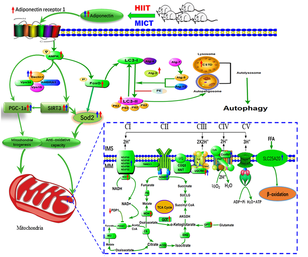 Proposed model of the mechanism by which HIIT improved skeletal muscle function in aged rats. HIIT protocols preserve skeletal muscle function by activating lysosomal degradation and improving mitochondrial OXPHOS via the ADP/ADPR1 axis, mediated by the AMPK pathway.