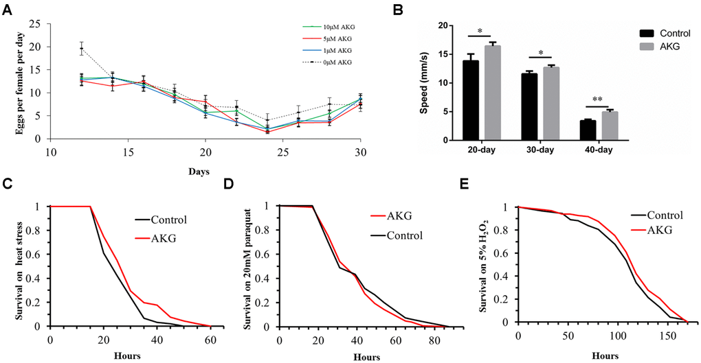 Effects of AKG on reproduction, vertical climbing ability, and stress tolerance in wDah flies. (A) Fecundity assay. AKG decreased fecundity at concentrations of 1 and 5 μM (1 μM vs 0 μM AKG, p = 0.0013; 5 μM vs 0 μM AKG, p = 0.005; Wilcoxon rank test) and had no significant effect at 10 μM (10 μM vs 0 μM AKG, p > 0.05, Wilcoxon rank test). (B) RING assay. AKG-supplementation increased vertical climbing ability at 3 time points (20, 30, and 40 days) compared with the control diet (*p p t-test). (C) Heat stress assay. AKG-treated flies were significantly more resistant to 39°C heat stress than control flies (5 μM AKG vs control, p = 0.0023, log-rank test). (D) Paraquat stress assay. There were no differences in sensitivity to paraquat stress between control and AKG-treated flies (5 μM AKG vs control, p > 0.05, log-rank test). (E) H2O2 stress assay. There were no differences in sensitivity to H2O2 stress between control and AKG-treated flies (5 μM AKG vs control, p > 0.05, log-rank test). All data are shown as the mean ± standard error of the mean (SEM).