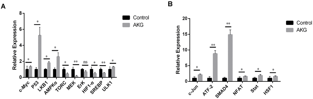 AKG inhibits the Warburg effect and activates JNK signaling. (A) Relative mRNA expression of downstream and upstream genes involved in the Warburg effect (ns = nonsignificant, p > 0.05; *p p t-test). (B) Relative mRNA expression of downstream and upstream genes in the JNK signaling pathway (*p p t-test).