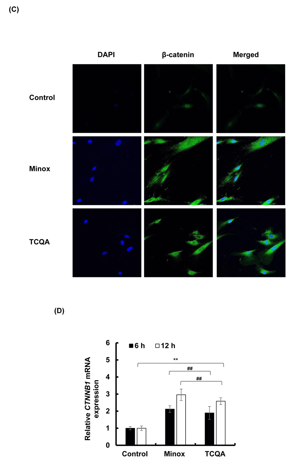 TCQA stimulated β-catenin expression in human hair follicle dermal papilla cells (HFDPCs). (C) Immunocytochemistry of β-catenin expression in HFDPC after 24 h treatment with 0, 10 µM TCQA and 0.1 µM Minox. Scale bar=25 µm; magnificence 40 X. (D) Gene expression of CTNNB1 (β-catenin) after treatment with 0 and 10 µM TCQA, and 0.1 µM Minox for 6 h and 12 h. The mRNA level was quantified using TaqMan real-time PCR after treatment.