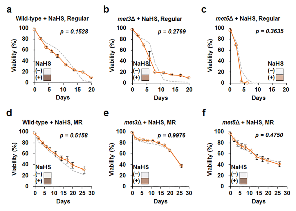 Increase in exogenous H2S does not affect cellular lifespan. Lifespan after addition of 50 μM sodium hydrosulfide (NaHS) at culture starting points (orange line) in wild-type, met3Δ, and met5Δ strains under regular (a to c) and MR (d to f) conditions. The graph indicates mean ± SEM. The gray dotted line indicates CLS without NaHS for each strain shown in Fig. 3. Statistical p-value between median CLS before and after NaHS addition was calculated using two-tailed Student’s t-test. The hydrogen sulfide levels measured using lead acetate paper is shown in the corner of the graph (original images are provided in Fig. S7).