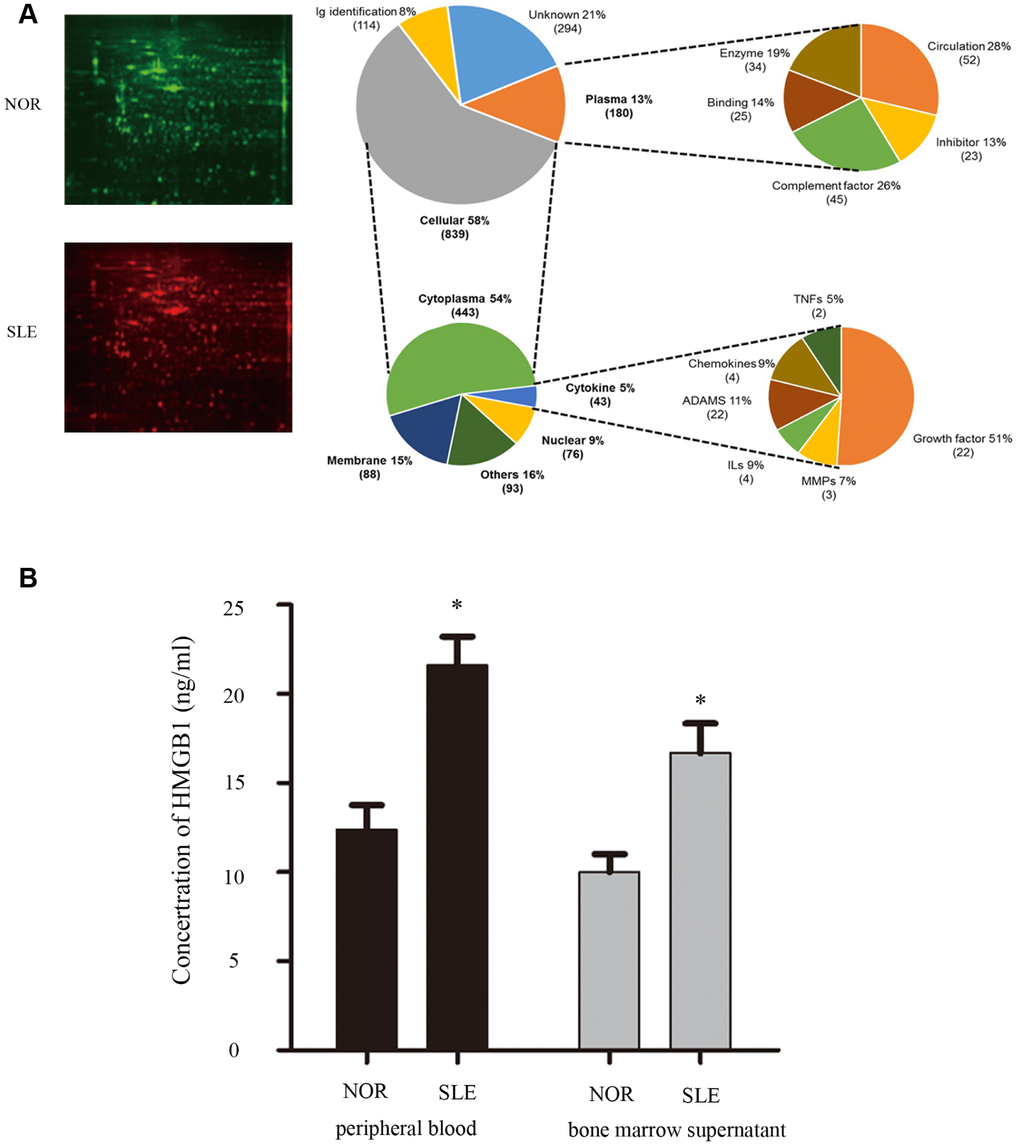 (A) We collected bone marrow supernatant from normal people and SLE patients. Bone marrow supernatant samples were analyzed using a proteomics approach. (B) Elisa showed that HMGB1 expression levels were high in bone marrow supernatant and serum of SLE patients. (Bar represents mean ± SD,*P 