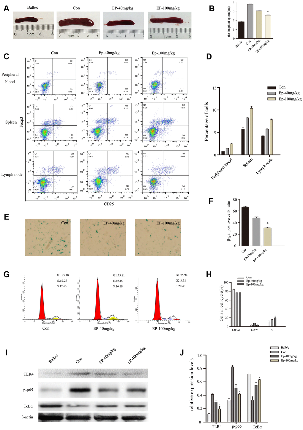 (A, B) the size comparison of spleen in three groups: MRL/lpr mice treated with normal saline, Ep-40mg/kg-treated MRL/lpr mice and Ep-100mg/kg -treated MRL/lpr mice. (C, D) Treg cell analysis in cells obtained from lymph nodes, spleen and peripheral blood. EP treatment upregulated the number of Treg cells. (E, F) BM-MSCs from MRL/lpr mice were isolated, then were fixed and stained for SA-β-gal. (G, H) Cell viability was assessed by flow cytometry analysis. (I, J) Expressions of TLR4, p-p65, and IκBa in MSCs from MRL/lpr mice, normal group and EP-treated group by Western blot analysis. (Bar represents mean ± SD,*P 