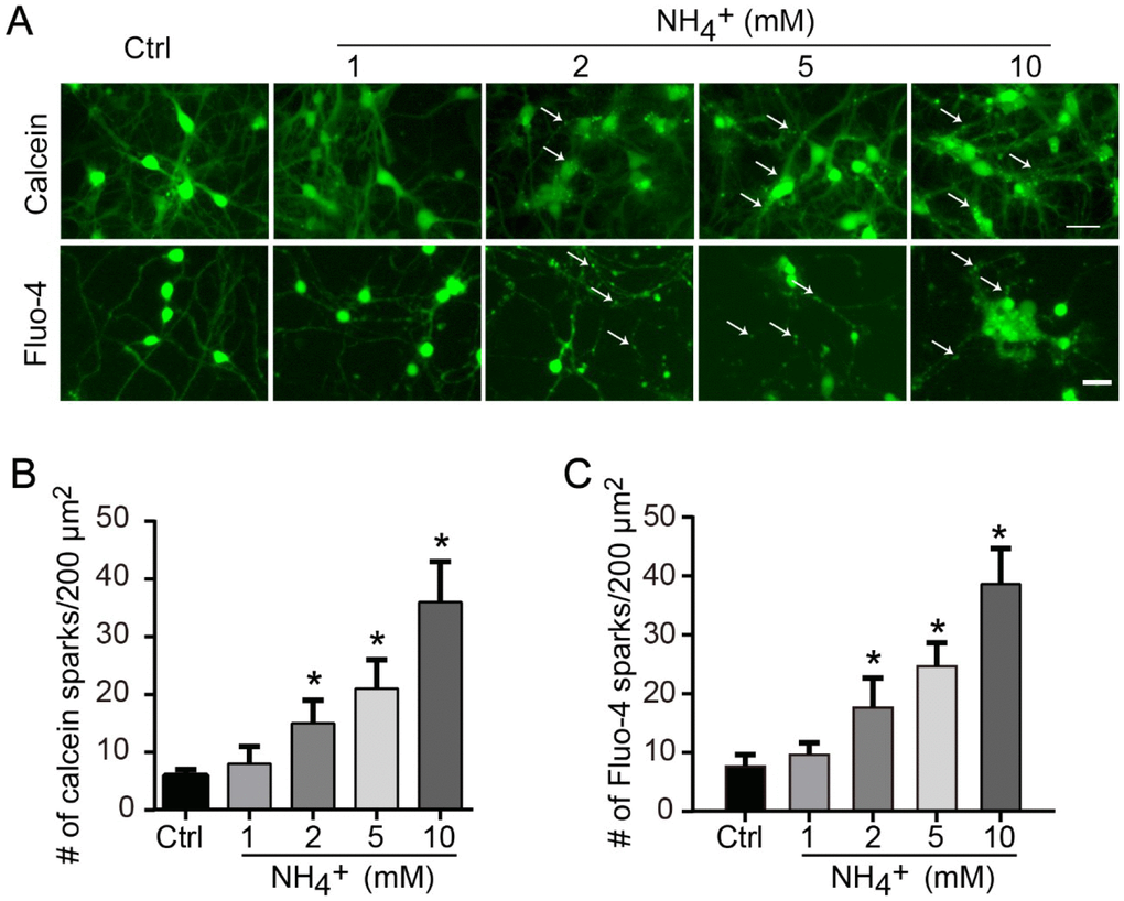 Ammonia treatment induces locally upregulation of calcium concentration. (A) For intracellular calcium staining, 2 μM calcein-AM or 2 μM Fluo-4 were added to culture medium for 30 min before image capture. Quantitative data of number of calcein puncta (B) or Fluo-4 sparks (C) indicate high concentrations of calcium. Data are means ± SEs from at least three independent experiments; * p 