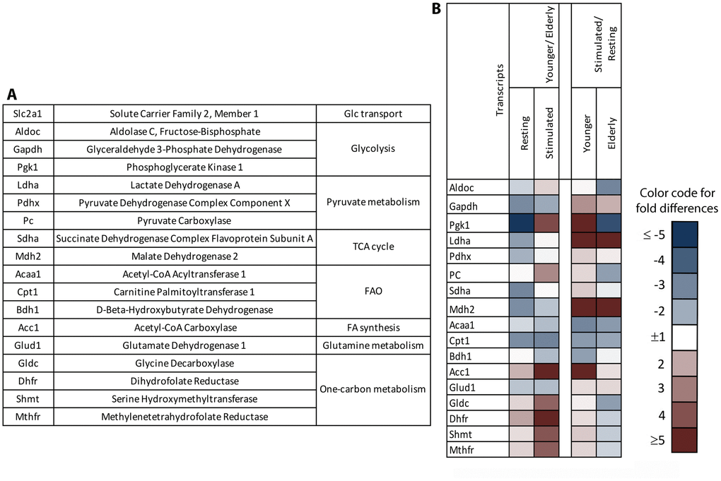 Gene expression profiles of naïve B cells undergoing stimulation. Naïve B cells isolated from PBMCs of younger or aged individuals were cultured for 24 hours with (stimulated) or without (resting) polyclonal activators. cDNA was generated and probed with primers to the indicated factors (A) by comparative (c)PCR. (B) The heatmap to the left shows age-related differences in levels of transcripts between resting or stimulated B cells comparing younger to elderly individuals. The heatmap to the right shows activation induced changes in younger and aged B cells. Blue shows reduced levels and red shows enhanced levels of transcripts in the younger compared to aged B cells (left) or in stimulated compared to resting B cells (right). Color intensities indicate magnitude of differences as shown in the legend.