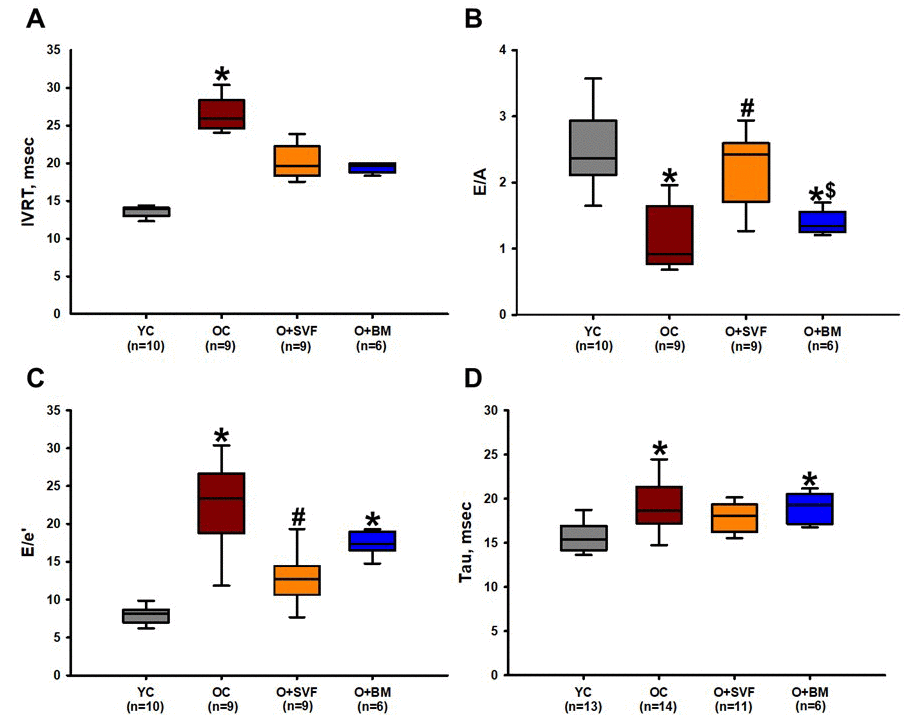 Diastolic function assessment using echocardiography and pressure- volume loop (PV-loop). Compared to YC rats, there was an age-related deterioration in diastolic function as measured echocardiographically by IVRT (A), E/A ratio (B), E/e’ ratio (C), and hemodynamically by Tau (D). Old rats treated with SVF significantly reversed this dysfunction in measures of E/A ratio (B) and E/e’ ratio (C) compared to OC, and normalized diastolic function to YC levels in IVRT (A) and Tau (D). P≤0.05 vs Young Control (*), vs Old Control (#), and vs Old+SVF ($); Data are presented as means±SD, analyzed with one-way ANOVA followed by post-hoc Holm-Sidak (B, D) or Dunn’s (A, C) test.