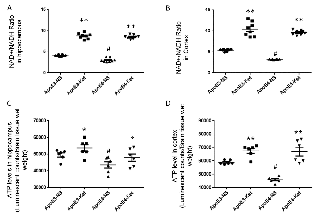 Ketones increase the NAD+/ NADH ratio and ATP levels in ApoE 4 mice. ApoE4 and ApoE3 mice were treated with either ketones or normal saline for three months. Fresh hippocampal and cortical tissues were collected to measure NAD, NADH and ATP levels. (A) the NAD+/ NADH ratio in the hippocampus; (B) the NAD+/ NADH ratio in the cortex; (C) ATP levels in the hippocampus; (D) ATP levels in the cortex. N= 6–8 per group, # p