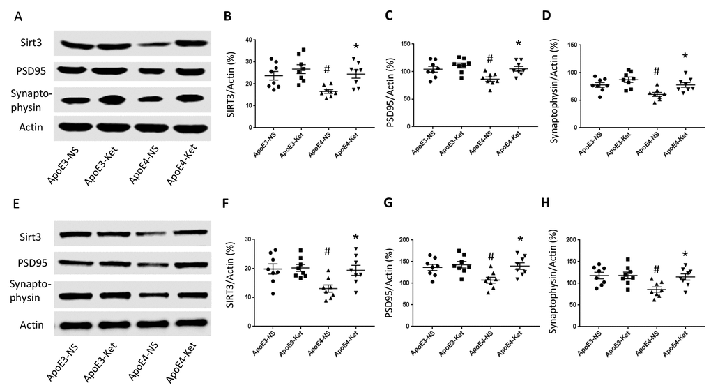 Ketones upregulate Sirt3, PSD95 and Synaptophysin in ApoE 4 mice. ApoE4 and ApoE3 mice were treated with either ketones or normal saline for three months. Fresh hippocampal and cortical tissues were collected and homogenized for western blot. (A–D) Proteins levels were measured in the hippocampus: (A) Representative western blot bands for Sirt3, PSD95, Synaptophysin, and Actin were shown. (B) Sirt3, (C) PSD95 and (D) Synaptophysin levels were normalized with Actin. (E–H) Proteins levels were measured in the cortex: (E) Representative western blot bands for Sirt3, PSD95, Synaptophysin and Actin were shown. (F) Sirt3, (G) PSD95 and (H) Synaptophysin levels were normalized with Actin. N=8 per group, # p