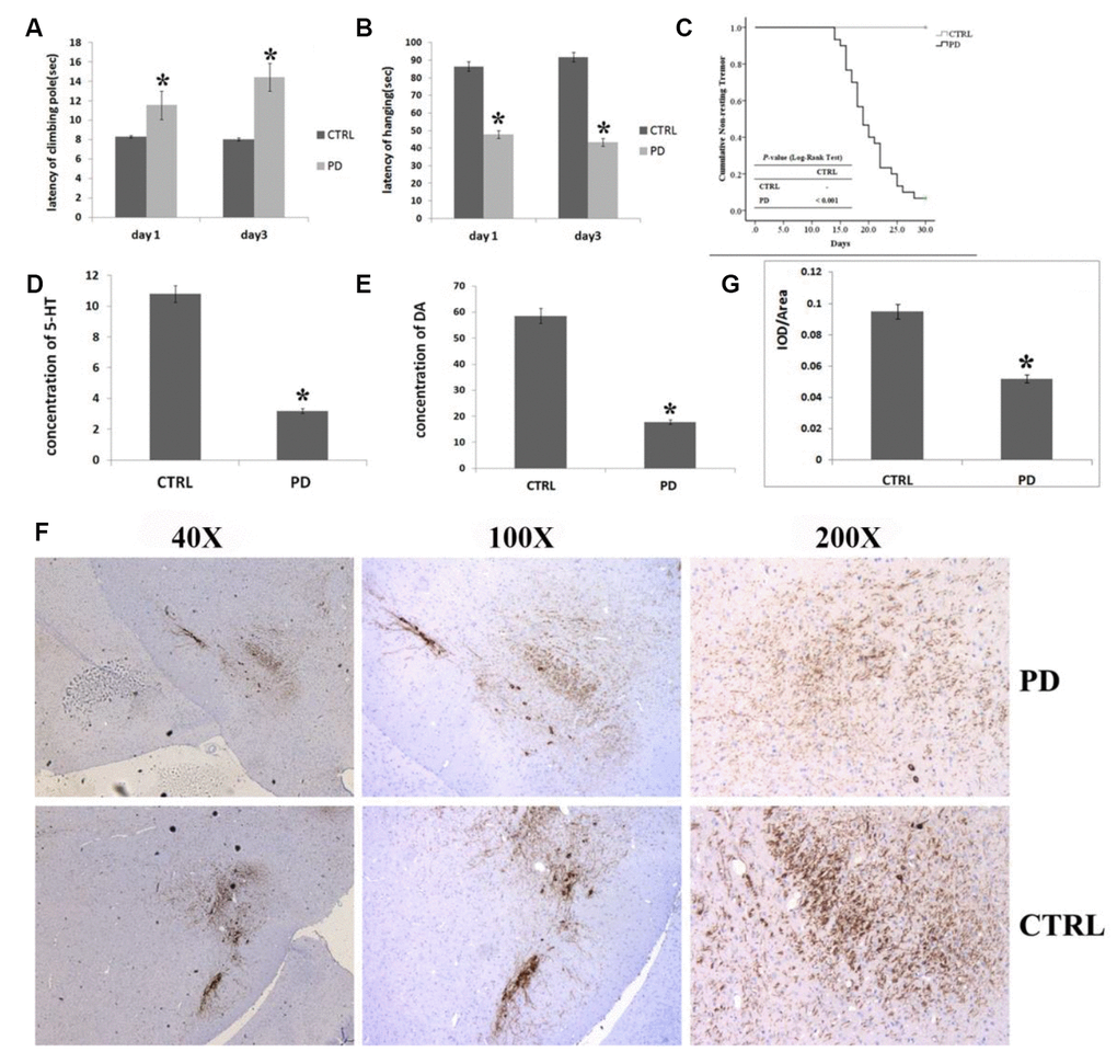 Verification of PD in mice treated with MPTP. (A–C) Effect of MPTP on motor function impairment by assess the time required to descend the pole in the vertical grid test (A), hanging duration in the horizontal grid test (B), and non-resting tremor using the Kaplan-Meier method and Log rank test (C). (D) Striatal 5-HT levels measured using HPLC. (E) Striatal DA levels measured using HPLC. (F) Representative photomicrographs of IHC staining for TH. (G) Statistical analysis of IHC staining for TH. In all panels, bars depict the mean±SD; *p