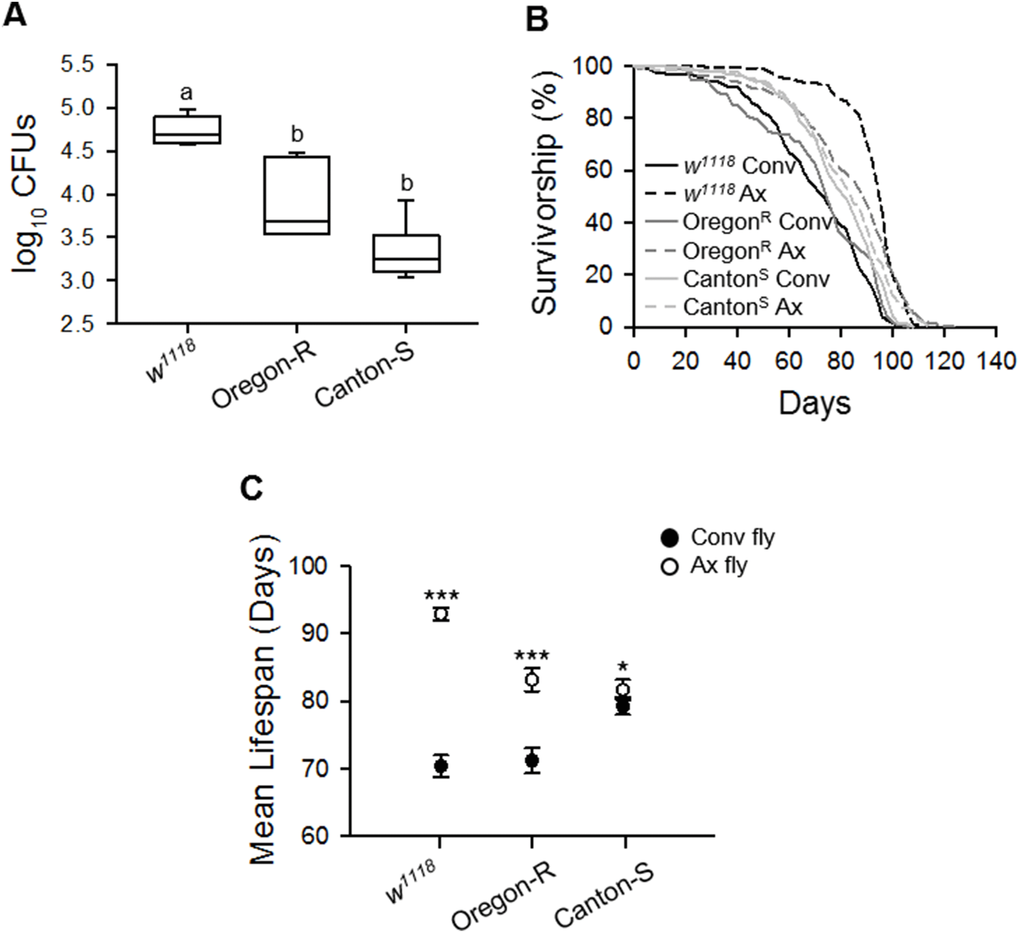 Lifespan extension effect of the elimination of commensal microbes differs among laboratory fly strains. (A) The total number of CFUs from 1-week-old flies in plate count agar (PCA) media. (B) Survival curve of laboratory wild-type w1118, Oregon-R, and Canton-S strains with the elimination of microbes. Solid lines, Conv flies; dashed lines, Ax flies. (C) Mean lifespan of laboratory wild-type w1118, Oregon-R, and Canton-S strains following the elimination of microbes. Filled dots, Conv flies; open dots, Ax flies. Asterisks indicate significant differences between Conv flies and Ax flies (log-rank test, *p p 