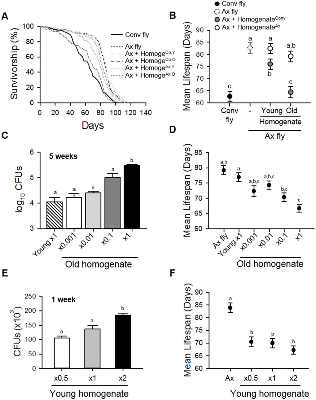 Homogenate of Conv fly decreases the lifespan of Ax fly. (A) Survival curves of Conv or Ax flies fed fly body homogenates from 10-day-old (young) or 50-day-old (old) flies. Solid lines indicate Conv flies, dotted lines indicate Ax flies or Ax flies fed Ax fly homogenate, and dashed lines indicate Ax flies fed Conv fly homogenate. HomogeCo,Y indicates homogenate from young Conv flies, HomogeCo,O indicates homogenate from old Conv flies, HomogeAx,Y indicates homogenate from young Ax flies, and HomogeAx,O indicates homogenate from old Ax flies. (B) Mean lifespan of Ax flies fed homogenate of young or old Conv or Ax flies. Black dot, Conv flies; dashed line, Ax flies; gray dots, Ax + HomogenateConv; white dots, Ax + HomogenateAx. (C) CFUs of Ax flies fed young fly homogenate or serially diluted old fly homogenate. CFUs were determined 5 weeks after the initial feeding. (D) Mean lifespan of Ax flies after feeding homogenates of young or serially diluted old Conv flies. (E) CFUs of Ax flies fed young fly homogenate concentrated at ×0.5, ×1, and ×2. CFUs were measured 1 week after the initial feeding. (F) Mean lifespan of Ax flies after feeding homogenates of young Conv flies. Homogenate from young Conv flies was diluted or concentrated up to two-fold. Different letters indicate significant differences between groups. Error bars represent the SEM.