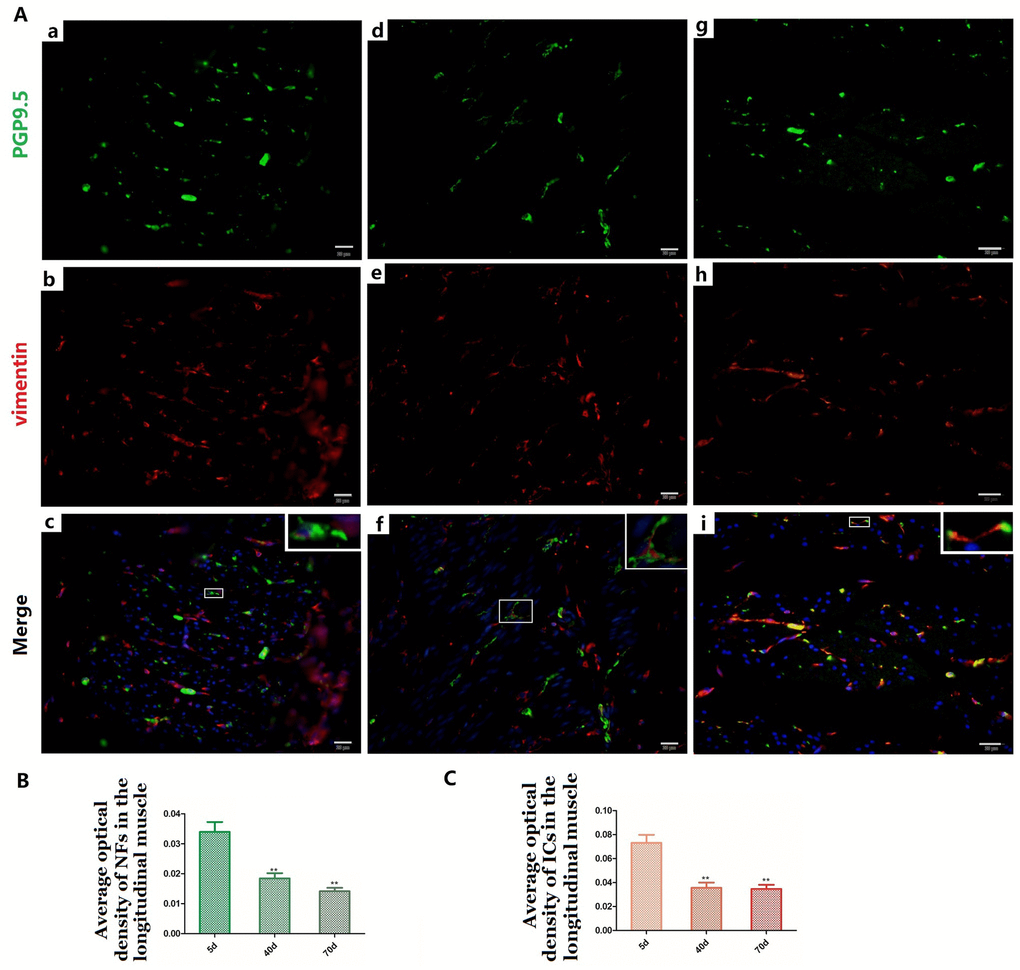 Relationship between PGP9.5-positive NFs (green) and ICs (red) in the LM in 5-day (A a–c), 40-day (A d–f) and 70-day (A g–i) groups, respectively. Higher magnification views of the square frames in (A–c,f,g). The cytoplasm and protuberances of the ICs were wrapped by the varicosities with PGP9.5. The MOD change of PGP9.5 positive NFs (B) and ICs (C) in the LM with age, both of them decreased. (Bar = 20μm in A a–i).