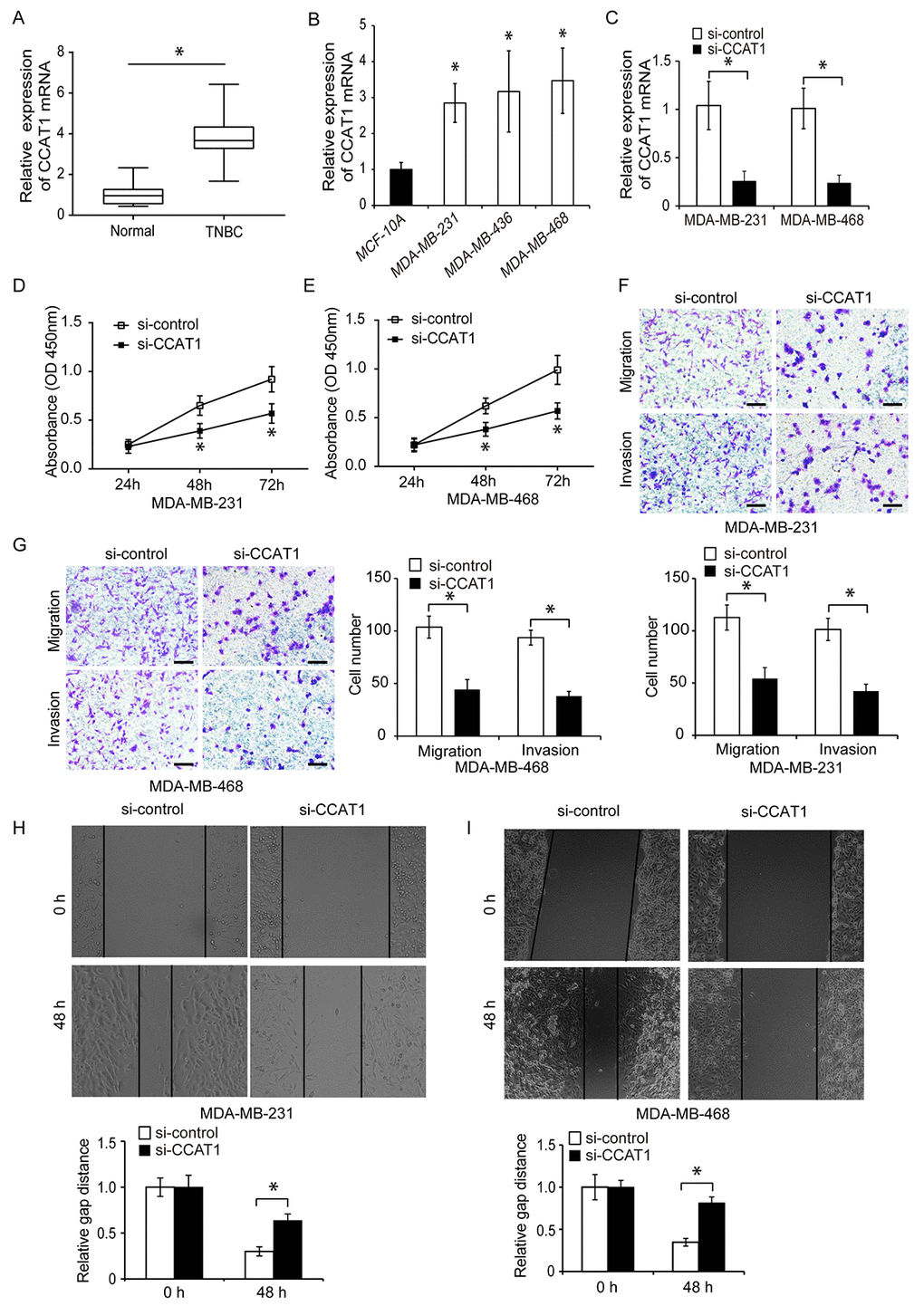 CCAT1 is upregulated in human TNBC cells and promotes proliferation, migration, and invasion in vitro. (A) Quantitative RT-PCR analysis of relative CCAT1 expression in human TNBC and adjacent normal tissue. (B) Quantitative RT-PCR analysis of relative CCAT1 expression in three TNBC cell lines (MDA-MB-231, MDA-MB-436, and MDA-MB-468) and in a normal human breast epithelial cell line (MCF-10A). (C) Quantitative RT-PCR analysis of relative CCAT1 expression in TNBC cells transfected with either si-CCAT1 or si-control. (D, E) CCK8 assays of cell proliferation following transfection of TNBC cells with either si-CCAT1 or si-control. (F, G) Analysis of the migration and invasion capacities of MDA-MB-231 and MDA-MB-468 cells following transfection with either si-CCAT1 or si-control. (H, I) Analysis of the migration capacity of MDA-MB-231 and MDA-MB-468 cells following transfection with either si-CCAT1 or si-control using wound healing assays. Scale bars, 200 μm. *P 