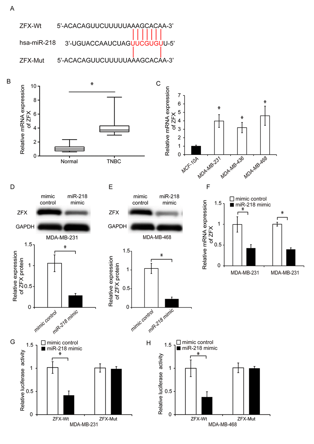 MiR-218 directly targets ZFX in TNBC cells. (A) Diagram showing the predicted miR-218 binding site in the ZFX sequence and the nucleotides that were mutated to impair binding. (B) Analysis of relative ZFX mRNA expression in human TNBC and adjacent control tissue by qRT-PCR. (C) Quantitative RT-PCR analysis of the relative expression of ZFX in three TNBC cell lines (MDA-MB-231, MDA-MB-436, and MDA-MB-468) and in a normal human breast epithelial cell line (MCF-10A). (D, E) Western blot analysis of ZFX protein expression in TNBC cells following transfection with either a miR-218 mimic or miRNA mimic control. (F) Relative ZFX mRNA expression following transfection of TNBC cells with either a miR-218 mimic or miRNA mimic control. (G, H) Luciferase reporter assays demonstrating that overexpression of miR-218 suppresses luciferase activity in MDA-MB-231 and MDA-MB-468 cells transfected with ZFX-Wt. *P 