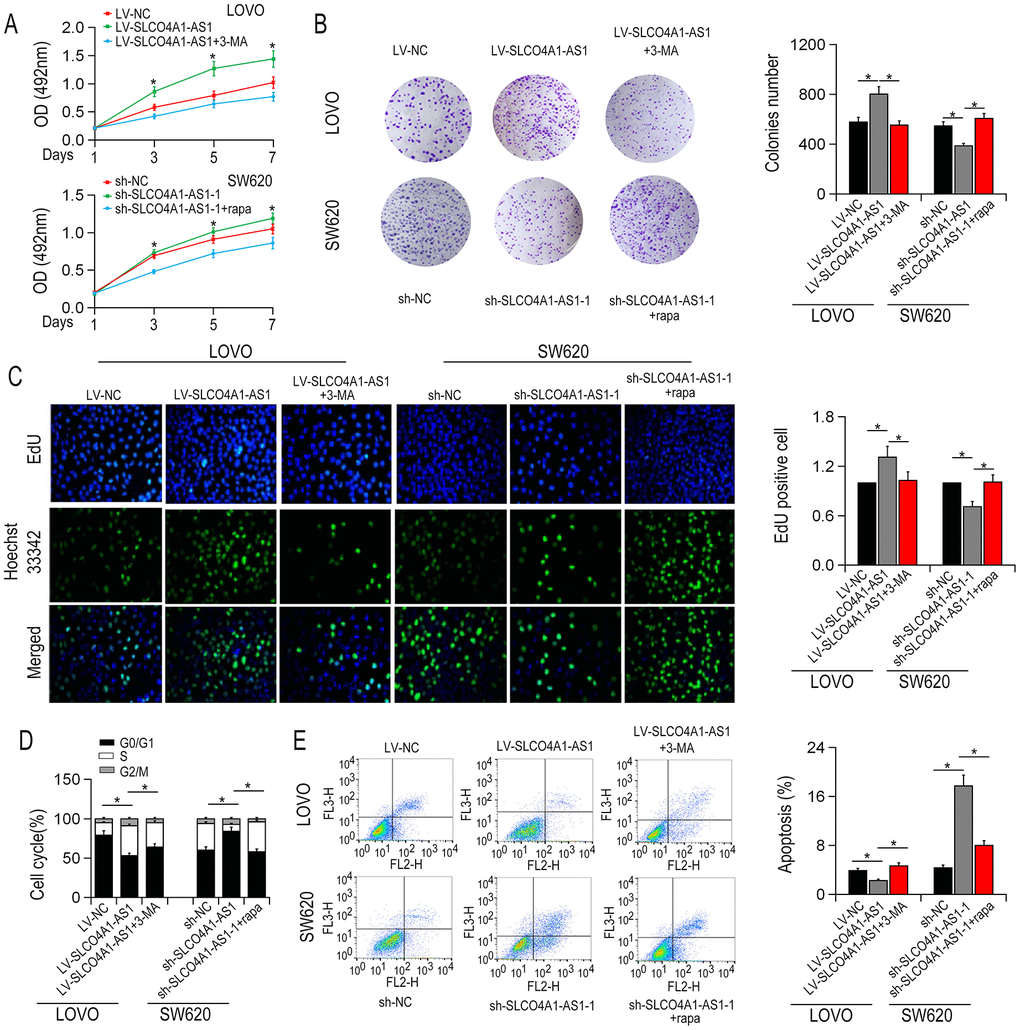 SLCO4A1-AS1 overexpression promoted CRC cell proliferation. (A) Up-regulation of SLCO4A1-AS1 promoted cell proliferation in LOVO cells by MTS assay. (B) SLCO4A1-AS1 overexpression enhanced cell proliferative rate in LOVO cells detected by colony formation assay. (C) EdU incorporation assays indicated the cell proliferation rate after SLCO4A1-AS1 overexpression or knockdown; (D) The ratio of S phase cells increased after overexpression of SLCO4A1-AS1 in LOVO cells. SLCO4A1-AS1 knockdown repressed S phase SW620 cells. (E) Apoptotic rate decreased after up-regulation of SLCO4A1-AS1 in LOVO cells. *P 