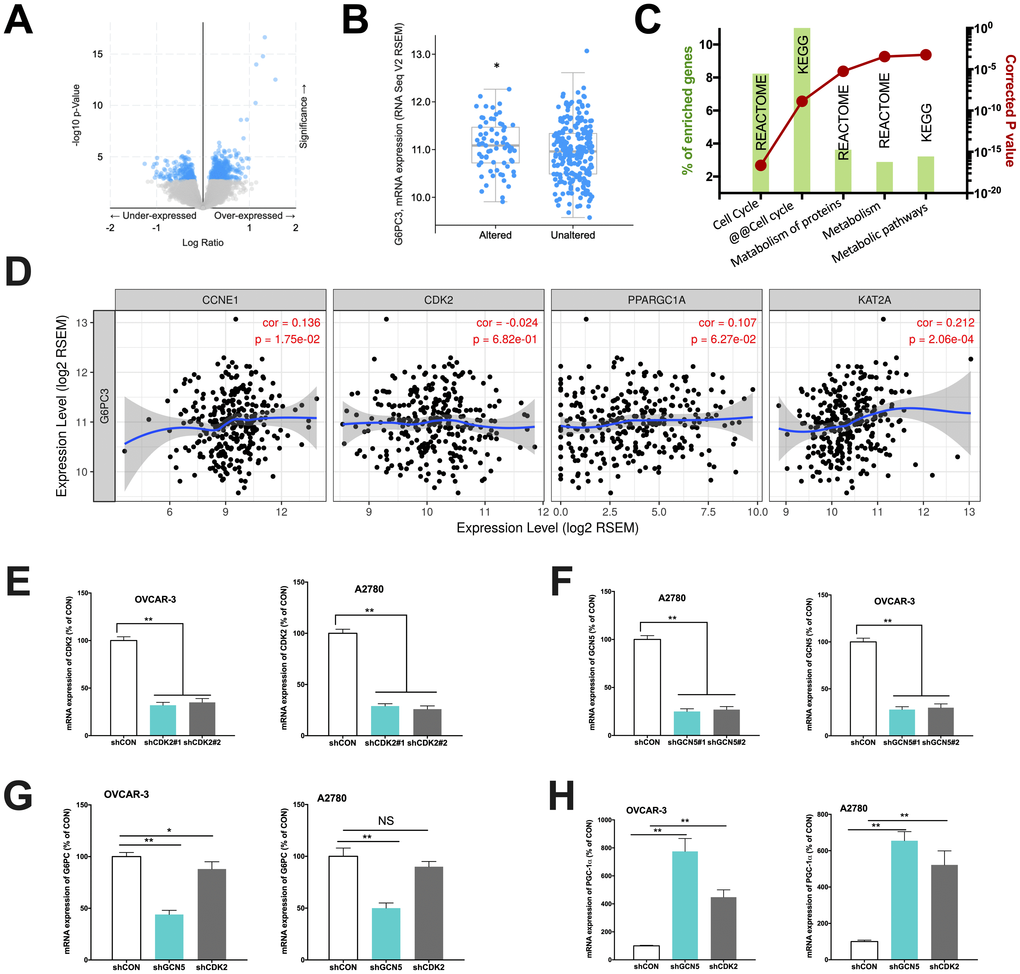 Cyclin E1-driven HGSOC shows metabolic alteration. Reproduced from TCGA, shown are (A) significantly enriched gene expressions (blue), amongst which included (B) significantly upregulated G6PC3, (C) functional annotation revealing significantly altered metabolic pathways and (D) correlations of expressions of CCNE1 and metabolic genes; In two CCNE1-amplified HGSOC cell lines, shown are silencing efficacy of (E) CDK2 and (F) GCN5; and expressions of (G) G6PC and (H) PGC-1α. (*P 