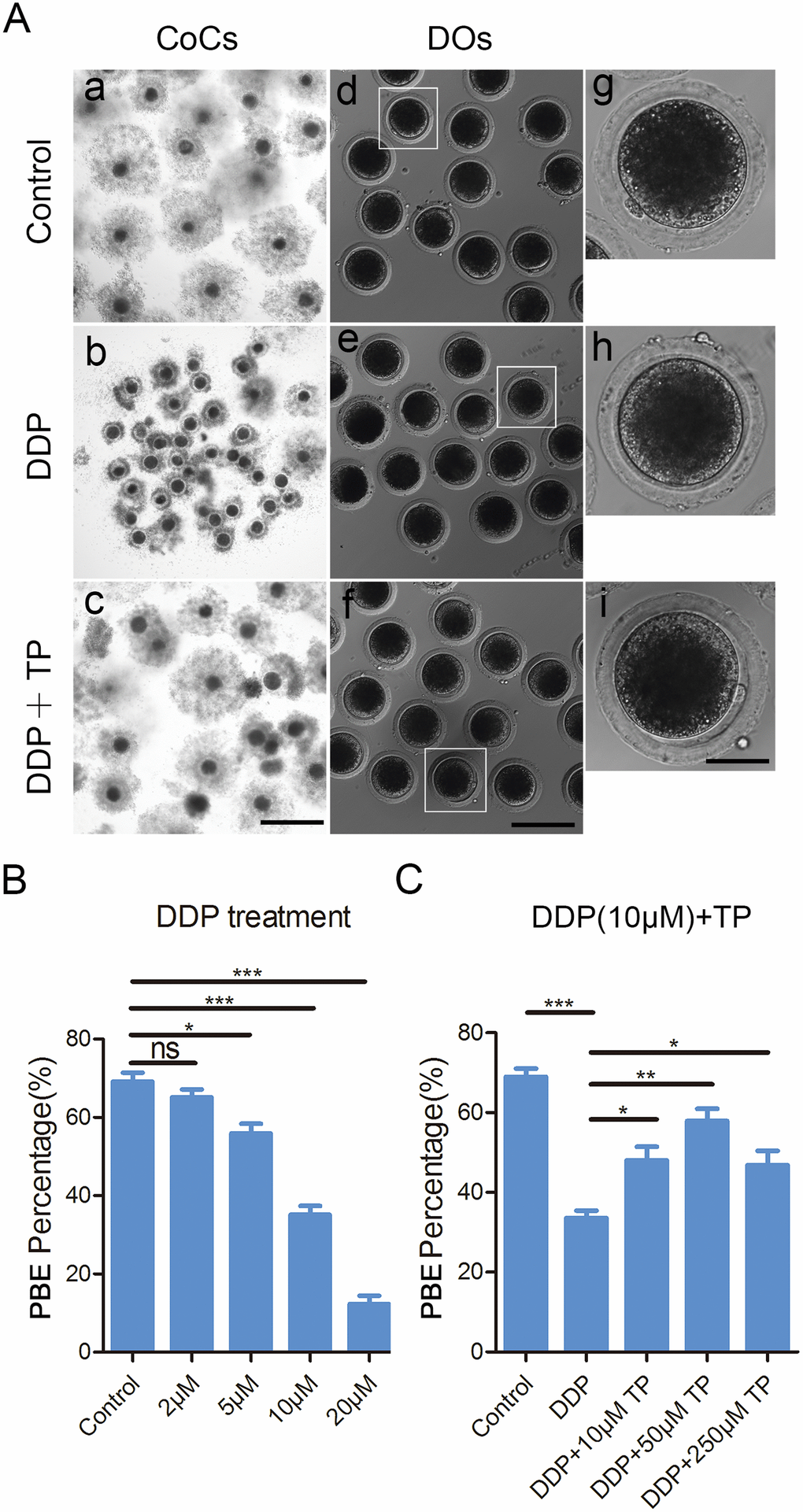 Effects of different concentrations of DDP and TP on the porcine oocyte maturation. (A) Representative images of oocyte meiotic progression in control, DDP -exposed and TP-supplemented oocytes. Cumulus cell expansion of COCs and polar body extrusion of DOs were imaged by the confocal microscope. Scale bar, 350 μm (a-c); 120 μm (d-f); 50 μm (g-i). (B) The rates of polar body extrusion were recorded in control and different concentrations of DDP-exposed groups (2 μM, 5 μM, 10 μM and 20 μM) after culture for 44 h in vitro. (C) The rates of polar body extrusion were recorded in control and different concentrations of TP -supplemented groups (10 μM, 50 μM and 250μM) after culture for 44 h with 10 μM DDP in vitro. Data in were presented as mean percentage (mean ± SEM) of at least three independent experiments. *P 