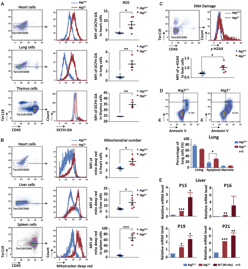 Increased cellular aging markers in the non-hematopoietic organs of the mice with hematopoietic autophagy defect. (A) Flow cytometric analysis of ROS levels of the heart, lung and thymus cells with fluorescein DCFH-DA. Left and middle, gating strategy for the flow-cytometric assessment of non-hematopoietic cells (CD45-Ter119-); right, geometric mean fluorescence intensity (MFI) of DCFH-DA in the heart cells of wild-type mice and Atg7-deleted mice. (B) Flow cytometric analysis of mitochondrial mass levels of the heart, liver and spleen cells with florescent Mitotracker Deep Red. Left and middle, gating strategy for the flow-cytometric assessment of non-hematopoietic cells (CD45-Ter119-); right, geometric mean fluorescence intensity (MFI) of MitoTracker Deep Red in the heart or liver cells of wild-type and Atg7-deleted mice. (C) Flow cytometric analysis of DNA damage with γ-H2AX. Upper, gating strategy for non-hematopoietic cells (CD45-Ter119-) in the liver; lower, geometric mean fluorescence intensity (MFI) of γ-H2AX in the liver cells. (D) Analysis of apoptosis and necrosis in the lung cells of wild-type mice and Atg7-deleted mice by annexinV and PI double staining. Upper, representative flow cytometric measurement; lower, statistical results from cytometric analysis. (E) Quantitative RT-PCR analysis of four aging related genes (P15, P16, P19, P21) in the liver cells (blood cells removed by sorting against CD45+ or Ter119+) of young wild-type mice, Atg7-deleted mice and old wild-type mice.