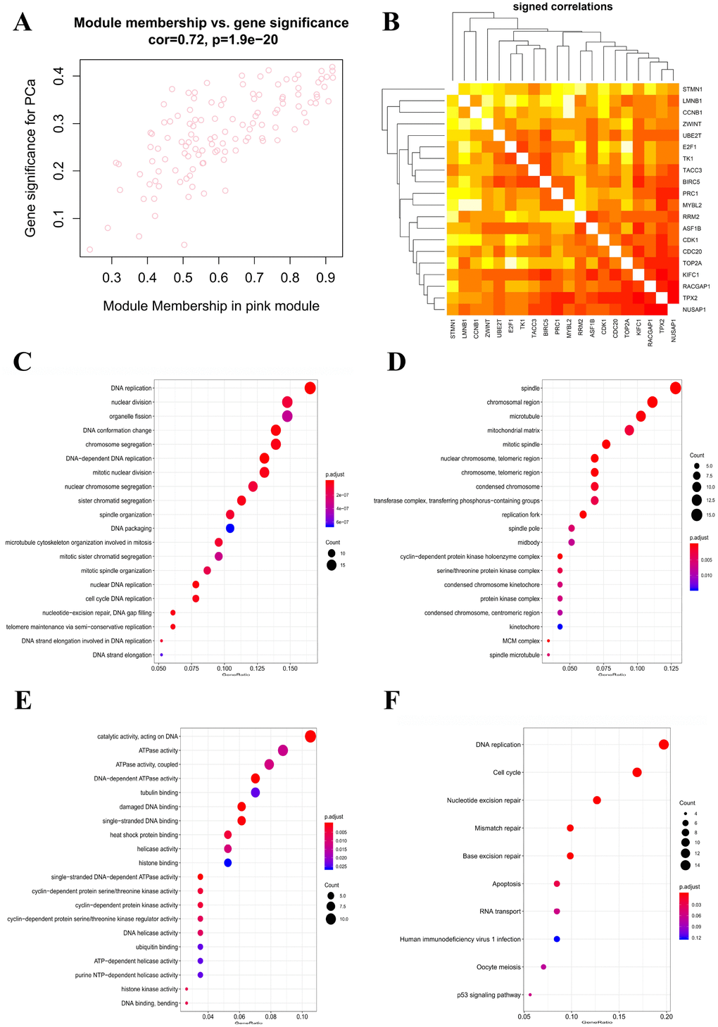 Identification of hub genes and functional annotation of the WGCNA module highly correlated with clinical traits. (A) Scatter plot of module eigengenes in the pink module. (B) Hub genes show strong associations with each other. (C) Biological process GO terms for genes in the pink module. (D) Cellular component GO terms for genes in the pink module. (E) Molecular function GO terms for genes in the pink module. (F) KEGG analysis for genes in the pink module. GO, Gene Ontology; KEGG, Kyoto Encyclopedia of Genes and Genomes.