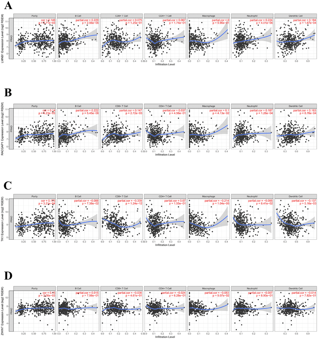 Association of hub genes’ expression with immune infiltration in PCa. (A) LMNB. (B) RACGAP1. (C) TK1. (D) ZWINT. P