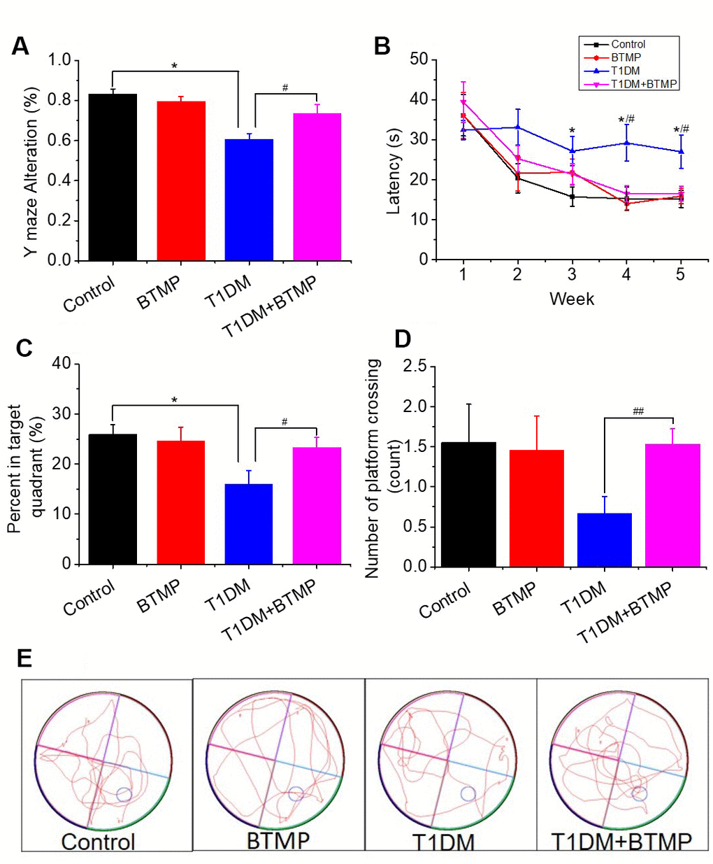 Rescue of spatial learning and memory abilities in T1DM rats with BTMP. Animal groups and treatments were as described in Figure 2 except that rats were subjected to Y maze and Morris water maze tests. The accuracy of Y maze alternation was detected (panel A). The escape latency (panel B), percentage of time spent in the target quadrant (panel C) and number of platform crossings (panel D) were recorded. Representative images of the performance path are shown (panel E). “*” represents the difference between the Control and T1DM groups. “#” represents the difference between the T1DM and T1DM+benfotiamine (BTMP) groups. The number of those groups are control (n=10), BTMP (n=9), T1DM (n=15) and T1DM+BTMP (n=15). All values are expressed as the mean ± S.E.M. *, P P P 