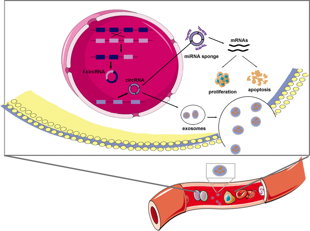 Schematic representation of the proposed mechanism of circRNAs in leukemia. CircRNAs and f-circRNAs could be transcribed separately from genes and fusion genes. CircRNAs that predominantly distribute in cytoplasm, play parts in leukemia mainly via sponging specific miRNAs and thus modulating mRNAs roles in cell proliferation and apoptosis. Exosomes are possible transport vectors that facilitate circRNAs circulating in blood and others and subsequently promoting leukemogenesis and progression.