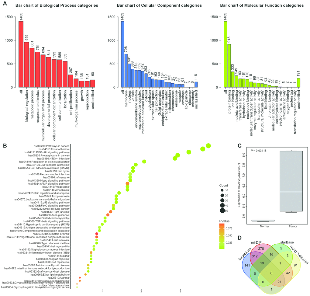 miR-199a may regulate the AGAP2 gene in gliomas. (A) GO enrichment analysis on the differential genes in glioma-related profiles. The abscissa represents GO items and the ordinate represents the number of the differential genes. (B) KEGG functional enrichment analysis of the DEGs in glioma expression profile. The abscissa represents GeneRatio and the ordinate represents the KEGG items. The circle color and circle size indicate the p value and Count value, respectively. (C) the expression of AGAP2 gene in GSE79097 profile. The abscissa indicates the sample type and the ordinate indicates the gene expression. (D) the prediction of regulatory miRNAs of AGAP2. The four ellipses in the figure represent the prediction results from TargetScan database, mirDIP database and starBase database, and the expression of miRNAs in exosomes reported in the relevant literature. The middle part represents the intersection of four sets of data.