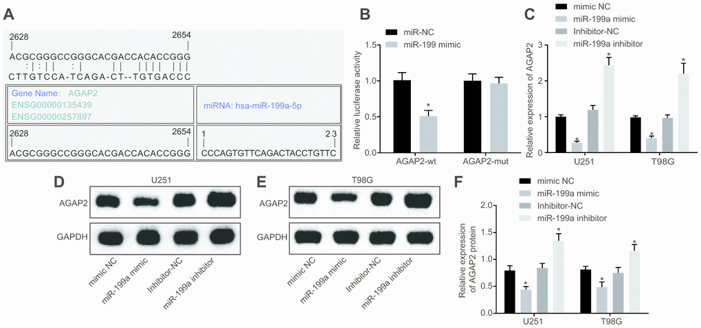 MiR-199a directly targets AGAP2 and down-regulates its expression. (A) the target binding site between miR-199a and AGAP2 was predicted through the bioinformatics website. (B) the results of the dual luciferase reporter gene assay. (C) the mRNA expression of AGAP2 in U251 and T98G cell lines with over-expressed or inhibited miR-199a, determined by RT-qPCR. (D–E) the protein expression of AGAP2 in U251 and T98G cell lines with over-expressed miR-199a, detected by Western blot analysis. (F) the protein expression of AGAP2 in U251 and T98G cell lines in the presence of the inhibition of miR-199a, detected by Western blot analysis. * p t-test was used for comparison between two groups. The experiment was repeated three times. mimic-NC, cells transfected with mimic-negative control; miR-199a mimic, cells transfected with miR-199a mimic; inhibitor-NC, cells transfected with inhibitor-negative control; miR-199a inhibitor, cells transfected with miR-199a inhibitor.