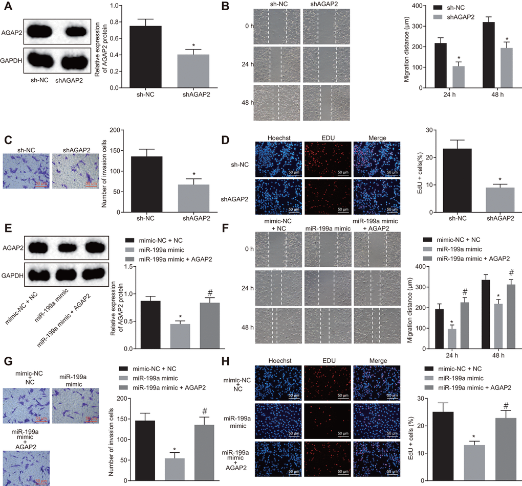 The inhibitory role of miR-199a in U251 cells is mediated by the down-regulation of AGAP2. (A) the protein expression of AGAP2 after AGAP2 silencing, detected by Western blot analysis. (B) the migration ability of U251 cells after AGAP2 silencing, measured by scratch test (Scale bar = 100 μM). (C) the invasion ability of U251 cells after AGAP2 silencing, assessed by Transwell assay (Scale bar = 50 μM). (D) the proliferation ability of U251 cells after AGAP2 silencing, evaluated by EdU assay (Scale bar = 50 μM); (E) the protein expression of AGAP2 in the presence of miR-199a mimic or sh-AGAP2 or sh-NC, detected by Western blot analysis. (F) the migration ability of U251 cells (Scale bar = 100 μM), measured by scratch test. (G) the invasion ability of U251 cells (Scale bar = 50 μM), assessed by scratch test. (H) the proliferation ability of U251 cells, evaluated by EdU assay. (A–D) * p E–H) * p p t-test was used for the analysis in A, C and D. One-way analysis of variance was used for other analyses. The experiment was repeated three times. sh-NC, cells transfected with sh-negative control; sh-AGAP2, cells transfected with sh-AGAP2; mimic-NC + sh-NC, cells transfected with mimic-negative control and sh-negative control; miR-199a mimic, cells transfected with miR-199a mimic; miR-199a mimic + sh-AGAP2, cells transfected with miR-199a mimic and sh-AGAP2.