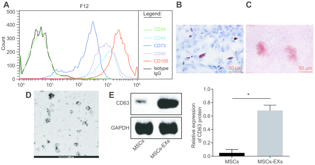 Exosomes are successfully isolated from the supernatant of hMSCs. (A) the characterization of surface antigens of hMSCs, detected by flow cytometry. (B–C) the adipogenic differentiation of hMSCs stained with Oil Red O. (C) the osteogenic differentiation of hMSCs stained with Alizarin red S. Green, arrows indicate positive cells (Scale bar = 50 μM). (D) the characterization of exosome structure under the electron microscope (Scar bar = 200 nm). (E) the identification of the exosome surface marker CD63 by Western blot assay. * p t-test was used for the analysis in E. The experiment was repeated three times.