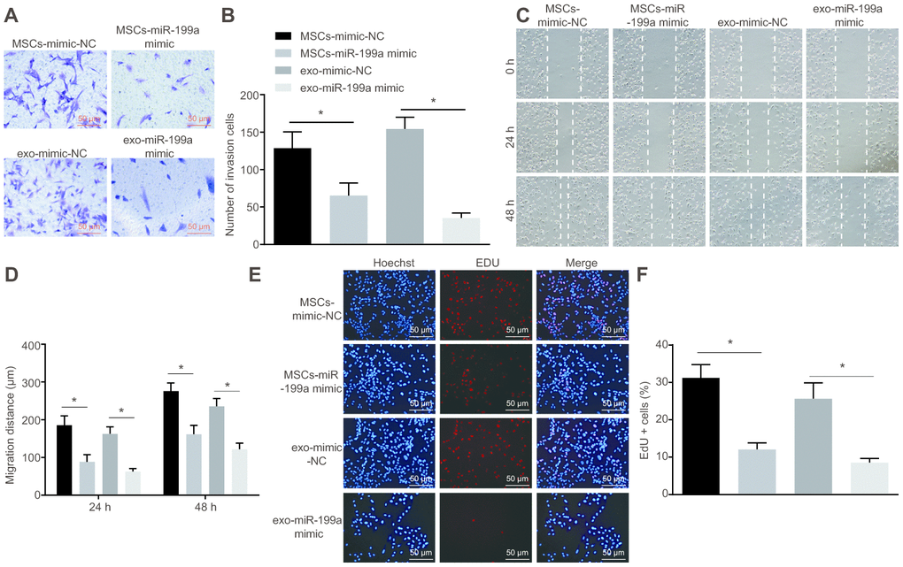 MSCs-derived exosomal miR-199a inhibits the proliferation, invasion and migration of glioma cells. (A–B) the invasion ability of U251 cells, assessed by Transwell assay (Scale bar = 50 μM). (C–D) the migration ability of U251 cells, measured by scratch test (Scale bar = 100 μM). (E–F) the proliferation ability of U251 cells, evaluated by EdU assay (Scale bar = 50 μM). * p t-test was used for the analysis. The experiment was repeated three times. MSCs-mimic-NC, glioma cells co-cultured with mesenchymal stem cells and transfected with mimic-negative control; MSCs-miR-199a mimic, glioma cells co-cultured with mesenchymal stem cells and transfected with miR-199a mimic.