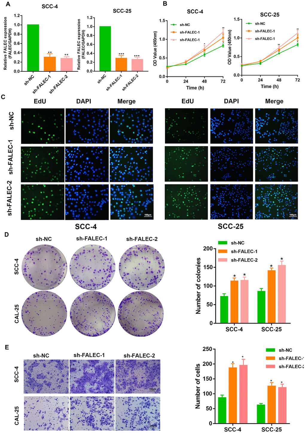 FALEC silence promotes the proliferation and migration of TSCC cells. (A) RT-qPCR analysis of FALEC was determined in FALEC-silenced and control SCC-4 and SCC-25 cell lines. (B) CCK-8 assays were used to determine the viability of FALEC-silenced TSCC cell lines. (C) EdU assays were performed to determine the proliferation of TSCC cell lines when FALEC was knockdown. (D) Colony formation assays were used to determine the colony-forming ability of FALEC-silenced cells. Representative images (left) and average number of colonies (right) are shown. (E) Transwell assays showed that FALEC silencing promoted TSCC cells migration. Representative images (left) and average number of cells (right) are shown. Data are shown as means ± SD. *p p p 